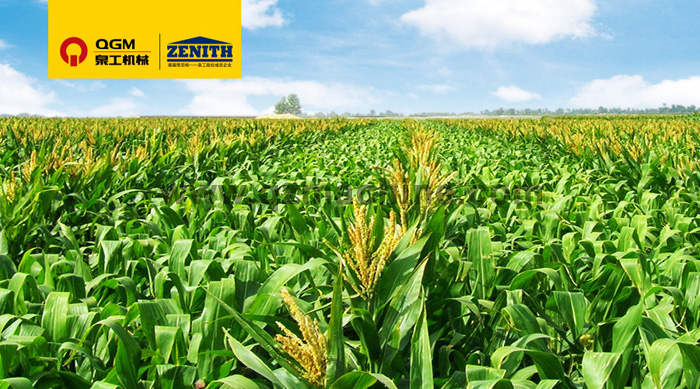 威尼斯人娱乐城T10全自动生产线落户玉米的故乡——记墨西哥首条全自动生产线